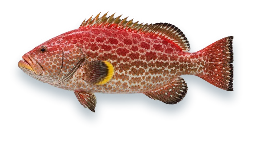 Studio photograph of a Yellowfin Grouper (Mycteroperca venenosa), side view, on a white background