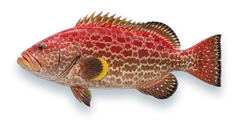 Studio photograph of a Yellowfin Grouper (Mycteroperca venenosa), side view, on a white background