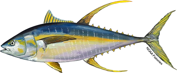 Yellowfin Tuna