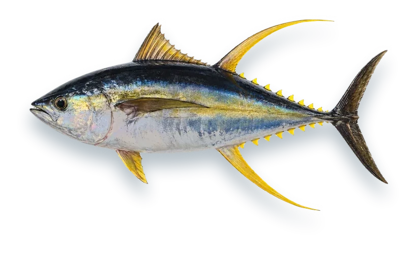 Studio photograph of a Yellowfin Tuna (Thunnus albacares), side view, on a white background
