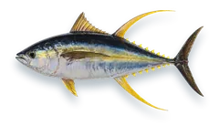 Studio photograph of a Yellowfin Tuna (Thunnus albacares), side view, on a white background