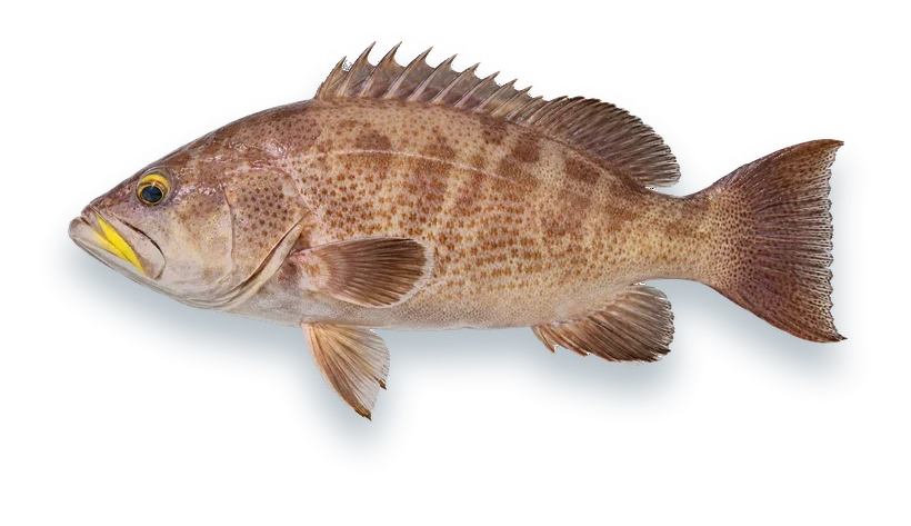 Studio photograph of a Yellowmouth Grouper (Mycteroperca interstitialis), side view, on a white background