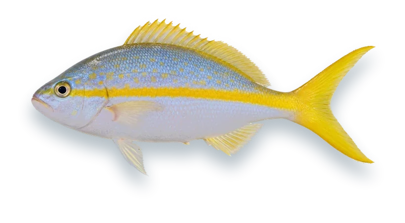 Studio photograph of a Yellowtail Snapper (Ocyurus chrysurus), side view, on a white background